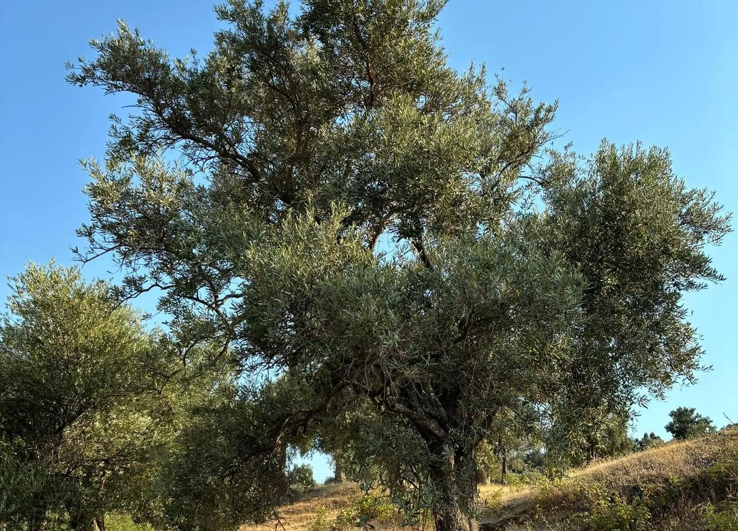Milas-Bodrum Oezel Havuzlu Triplex Villa